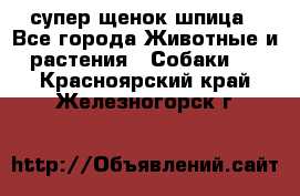 супер щенок шпица - Все города Животные и растения » Собаки   . Красноярский край,Железногорск г.